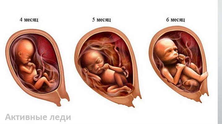 как выглядит ребенок в 24 недели беременности | Дзен