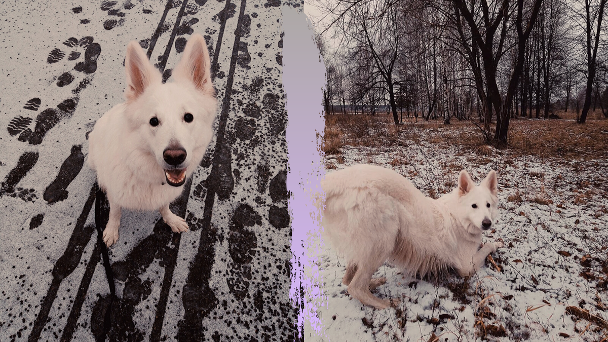 фото: из личных архивов. Линда заигрывает :)