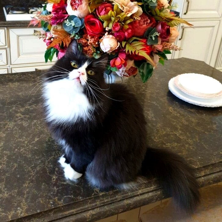 Такая роскошная и такая домашняя Муфточка 🤗