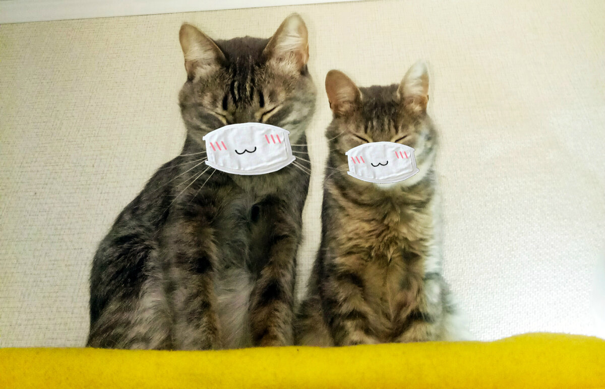 Наши котики не хотели надевать маски. Пришлось пририсовать в фоторедакторе.