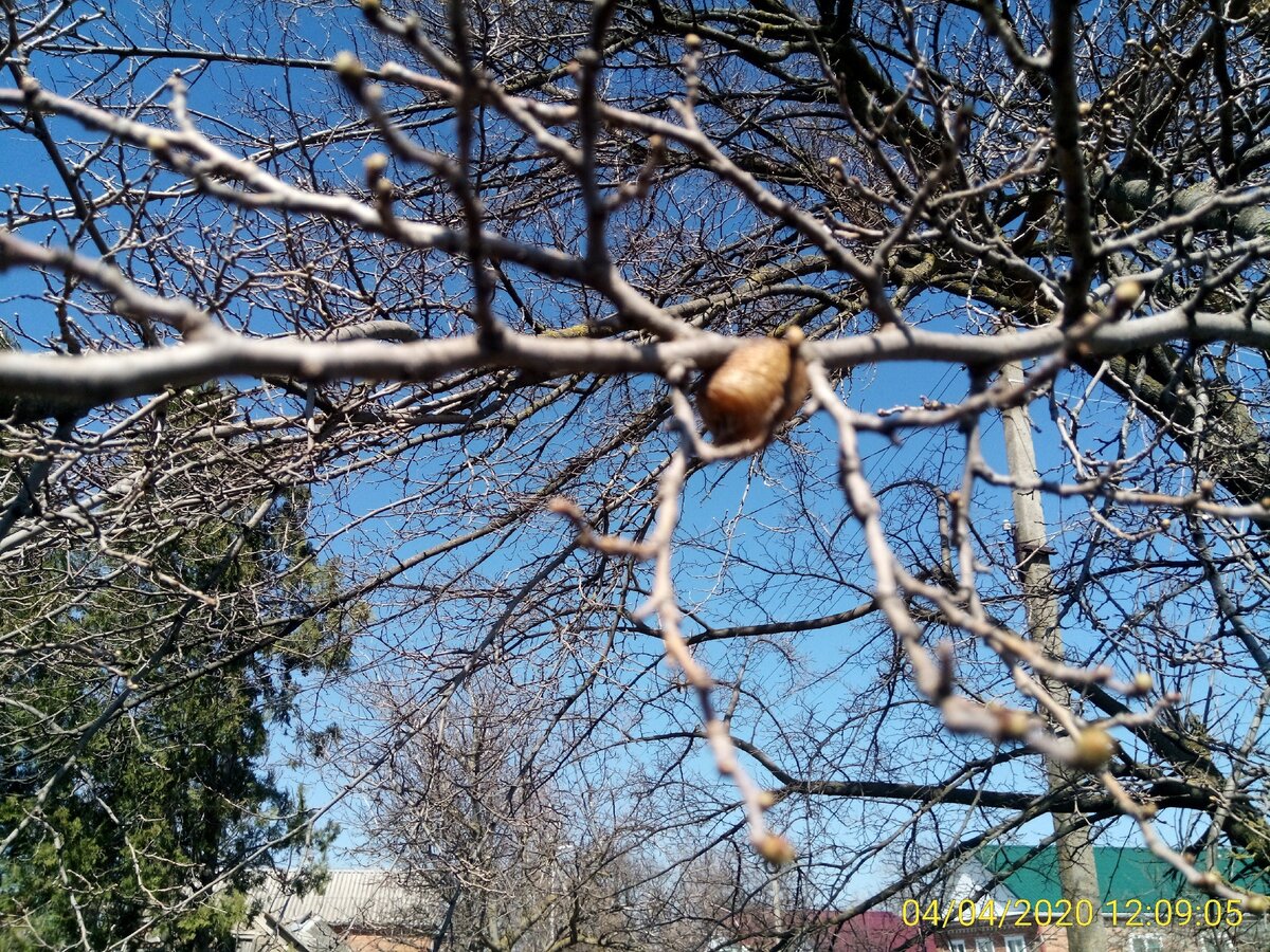 "Доисторическое яйцо". Фотография автора