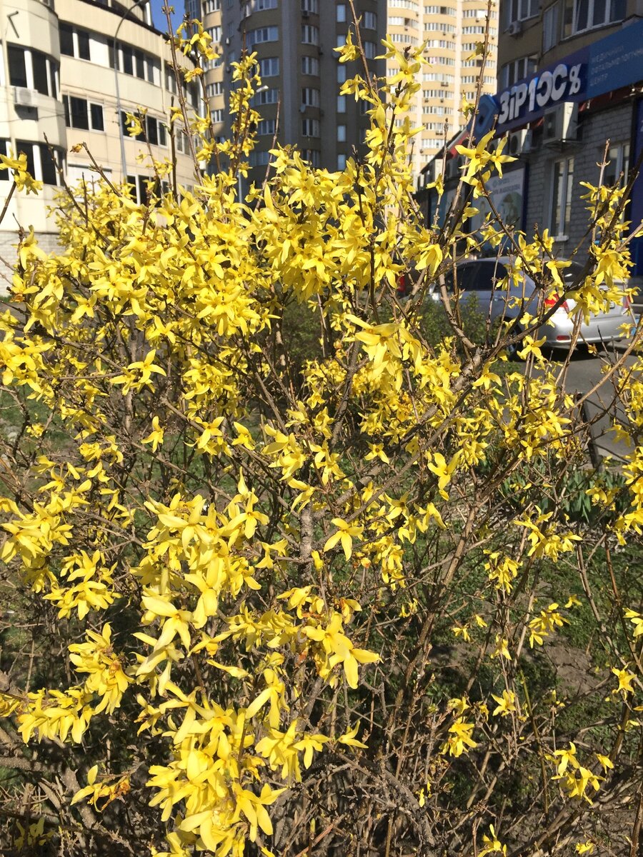 Форзиция овальнолистная