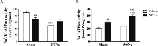 Скачать: Скачать high-res image (121KB)
Скачать: Скачать полноразмерное изображениеИнжир. 5. А) активность Na + / K + - АТФазы и B) активность Na + -АТФазы в проксимальных канальцах почек после инфузии физиологического раствора или Нпцдк. Группы sham и 5 / 6Nx подвергались непрерывной внутривенной инфузии транспортного средства (физиологический раствор, 100 мкл/кг/мин) или NPCdc (7,5 мкг/кг / мин) в течение 70 мин непосредственно перед удалением почек. Данные представлены в виде средних ± S. E. M., n = 6 или 7 различных выборок. Результаты были проанализированы с помощью двухсторонней ANOVA с последующим тестом множественных сравнений холма-Сидака. *** P < 0.001: против sham; # # P < 0.01 и ### P
