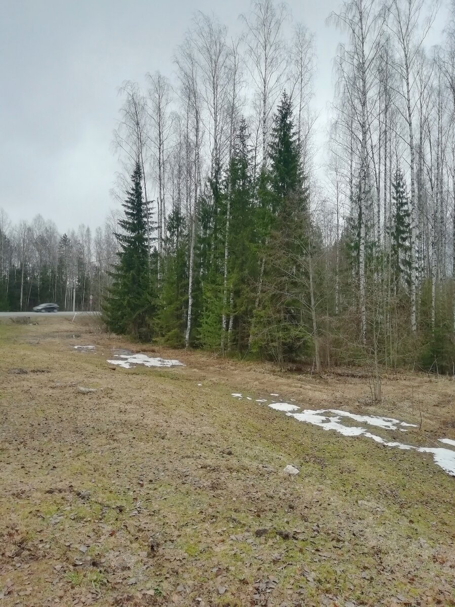 В лесах ещё много снега 