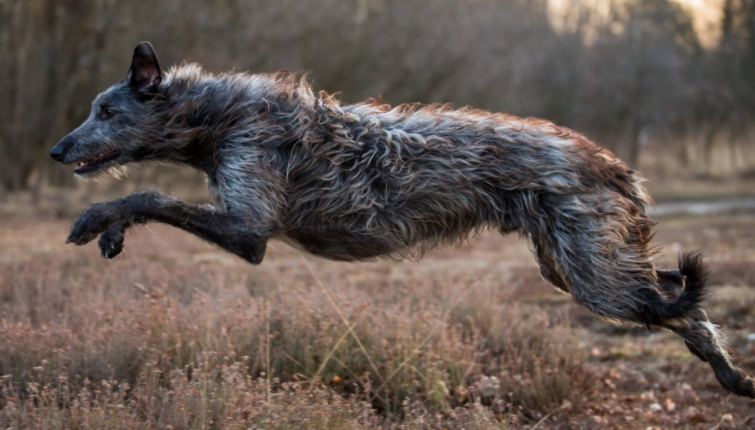 такой зверь сам похож на волка.
