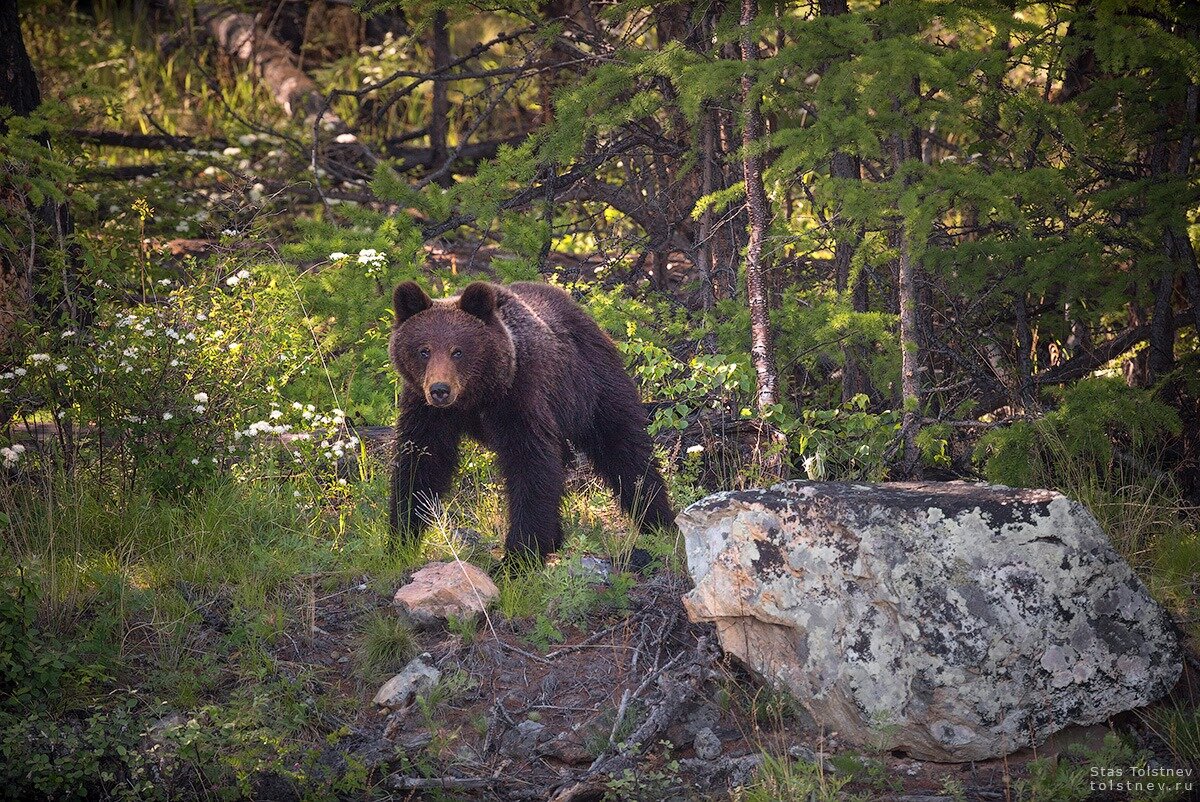 Автор фото: Станислав Толстнев