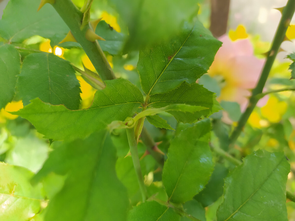 Отличие розы от шиповника по листьям фото