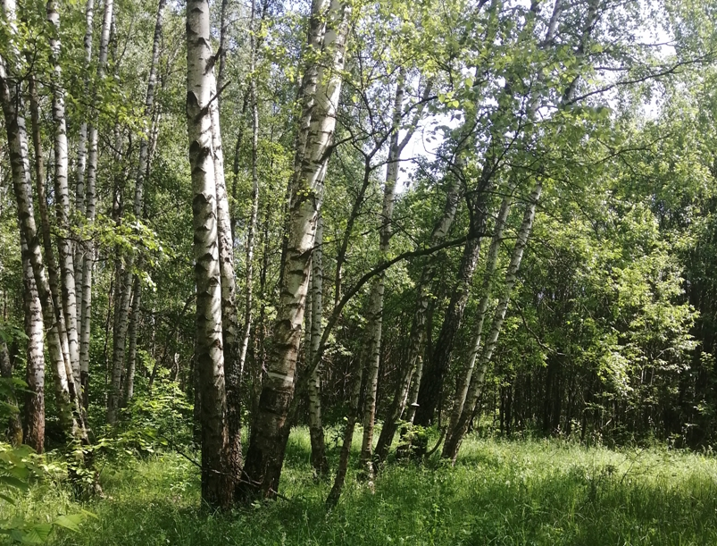 Мой любимый лес