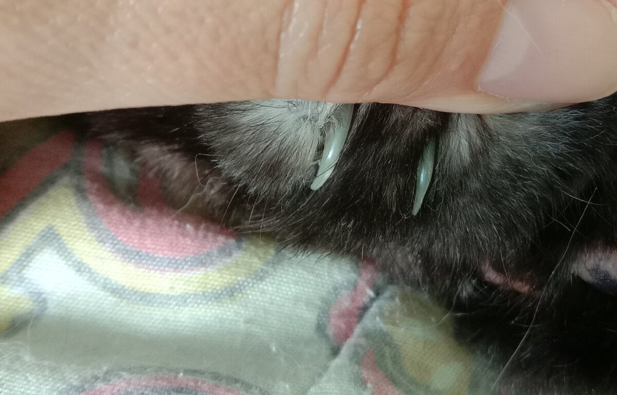 Фото передних коготков Буси. Предоставлены без каких-либо возражений с ее стороны