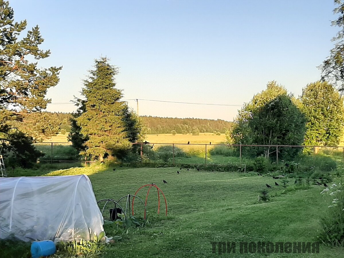 На фото стая птиц 