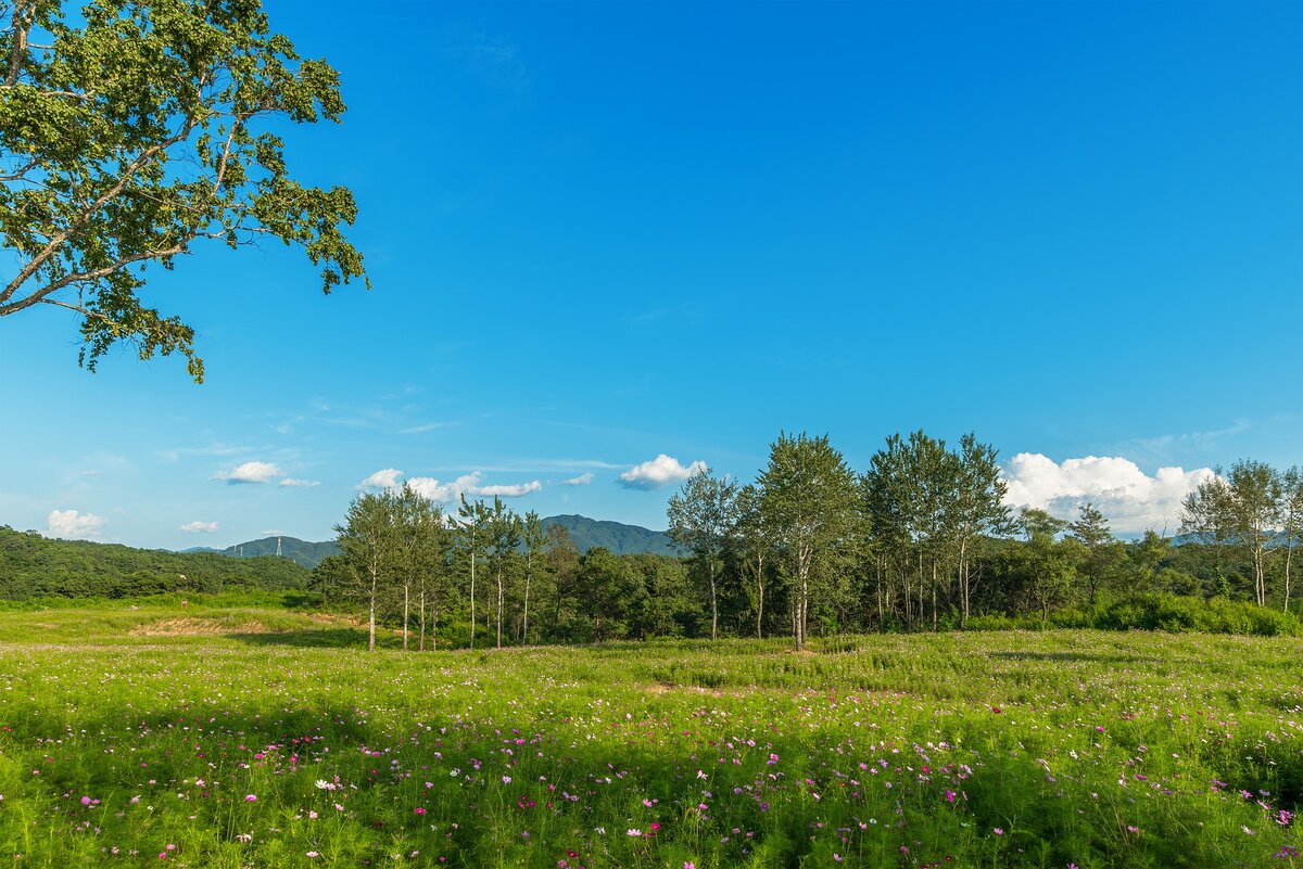Изображение yeon woo lee с сайта Pixabay