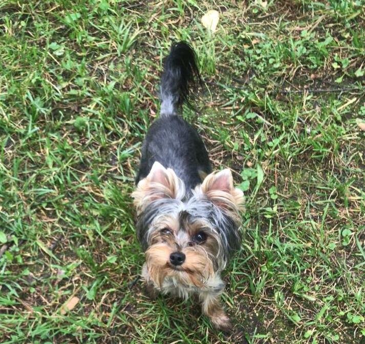 Тоня-забияка. Сегодня на прогулке.