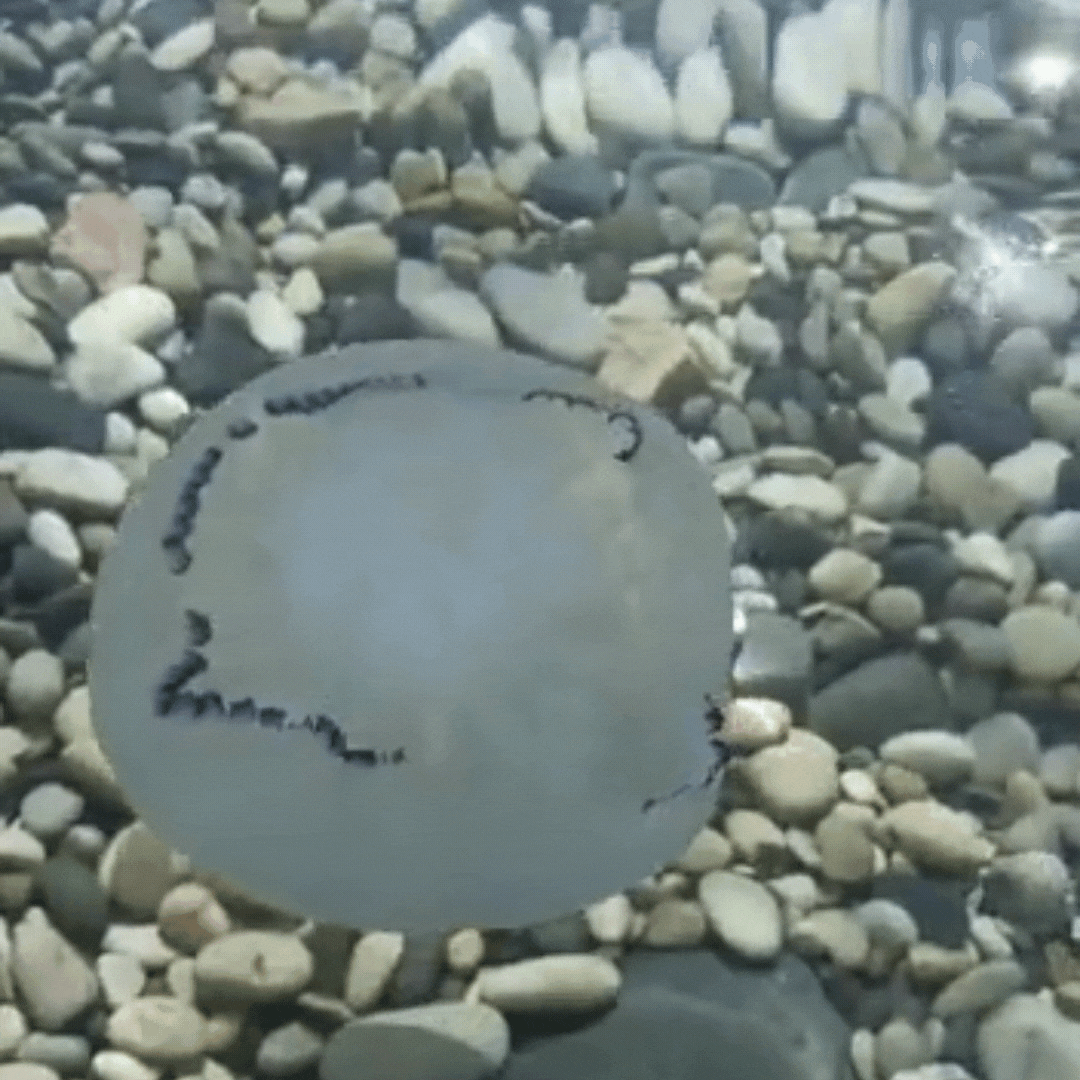 Поплыла дальше бороздить просторы Черного моря