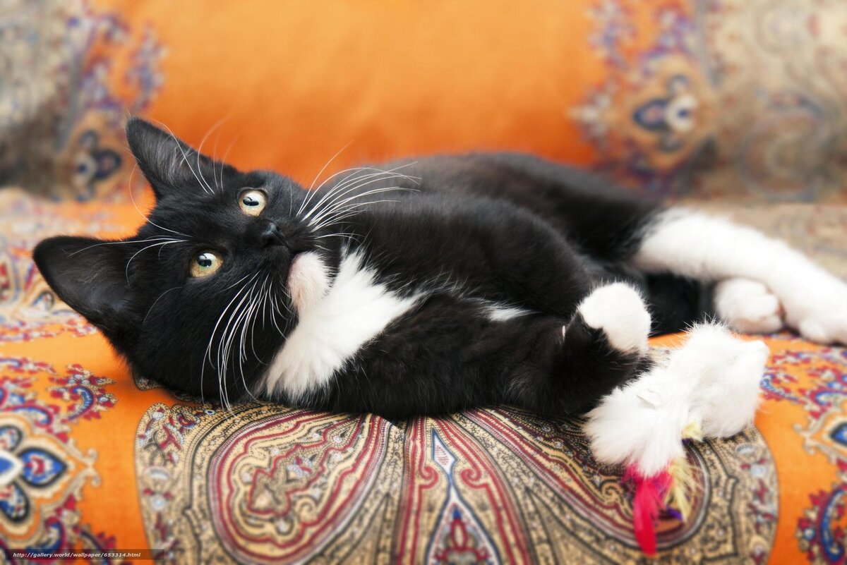 Мой нежный которебенок Лялик...))