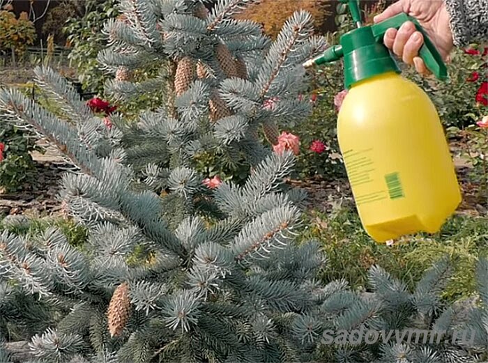 А есть ли хвойные растения на вашем участке?