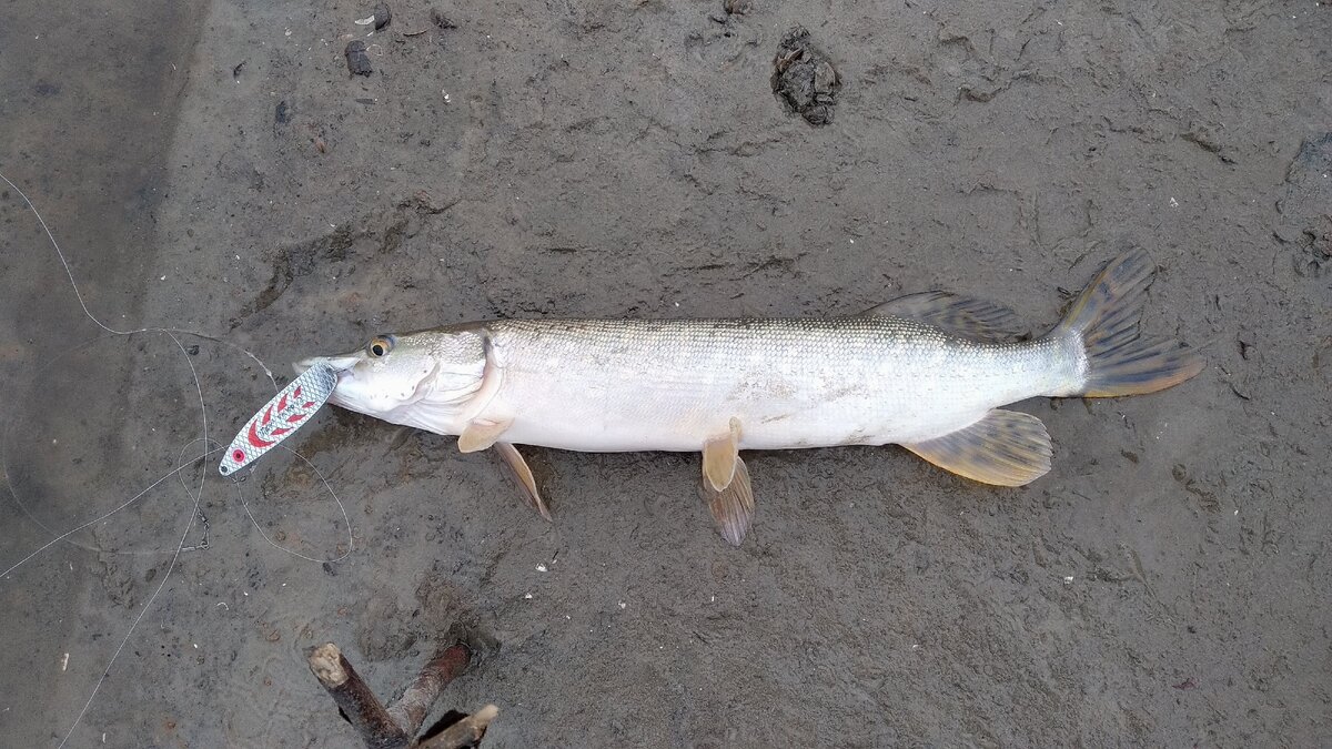 Натуральный цвет - классика что еще нужно рыбке...