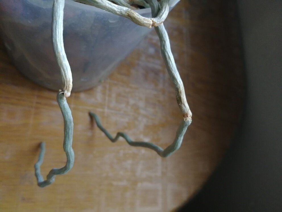 Надломанные корни орхидеи (очень неудачно растут). Веламен сломался, но стержень внутри цел, поэтому корень продолжает расти и питать цветок