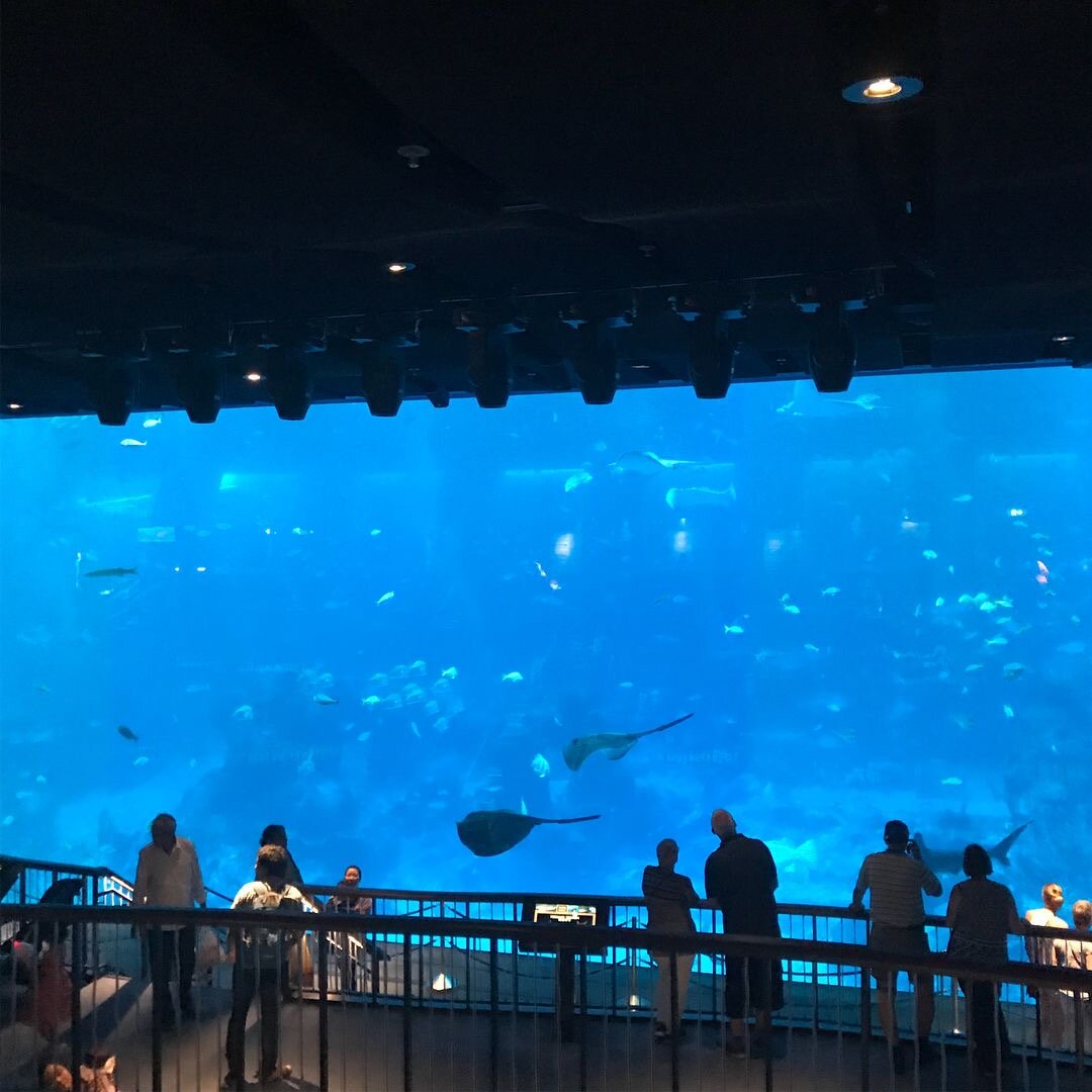 Находится океанариум на острове Сентоза