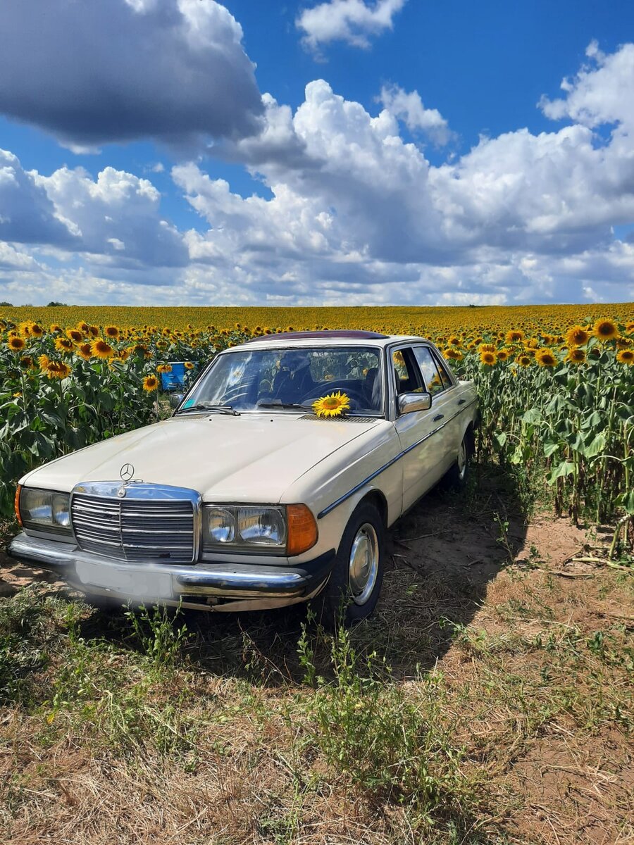 Мой МистерШмитт