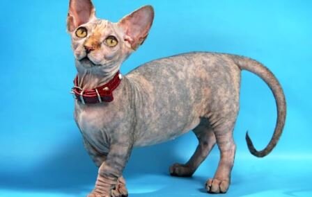 Кошка породы Минскин