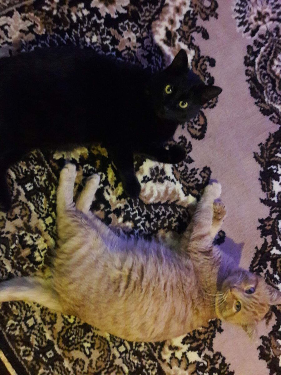 Два кота. Фото автора