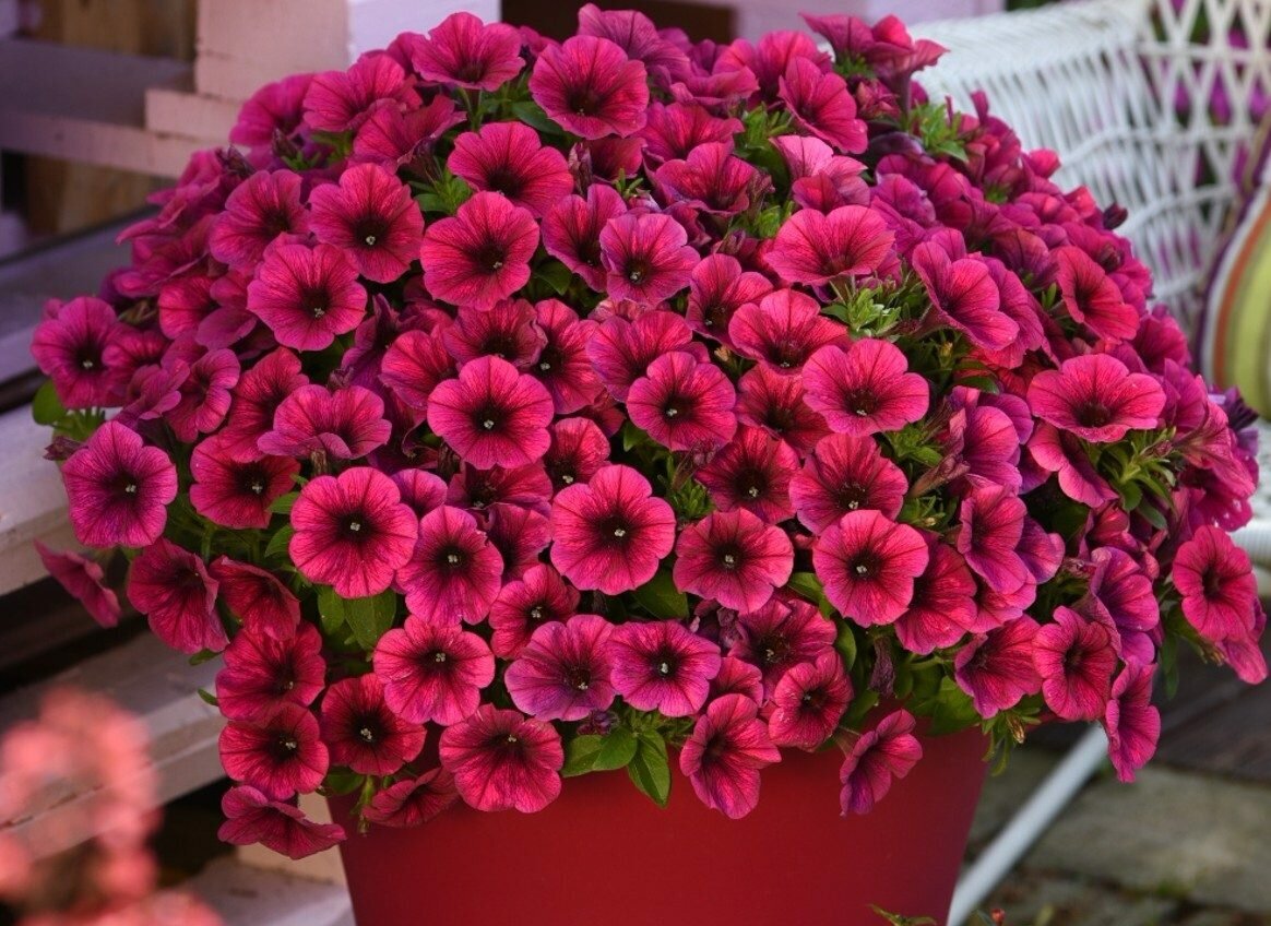 Сурфиния - это один из видов петунии. Отлично размножается черенками.