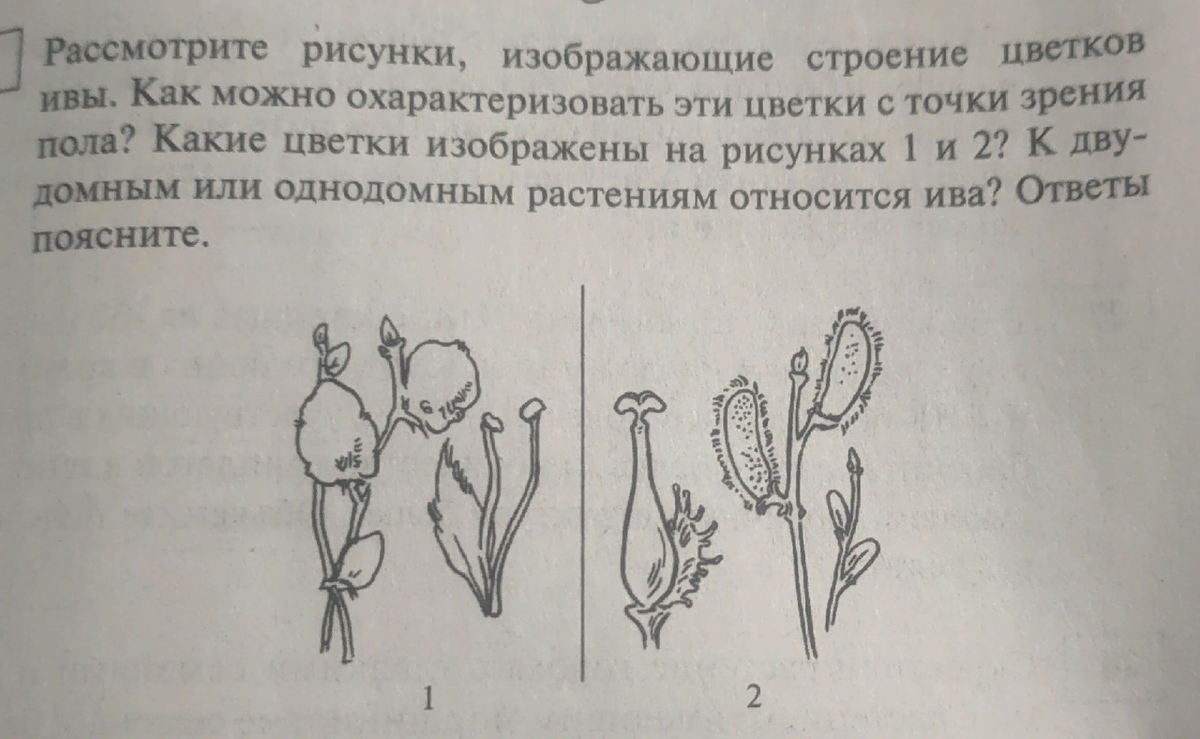 Строение цветков покрытосеменных растений