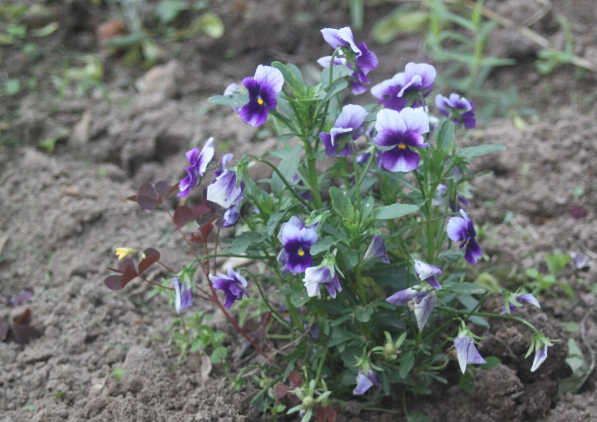 Фото моей фиалки из самосева, такую форму кустик держал все лето.