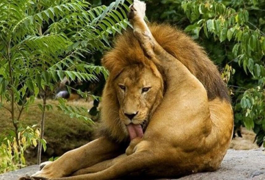 Чем еще царю заняться)))