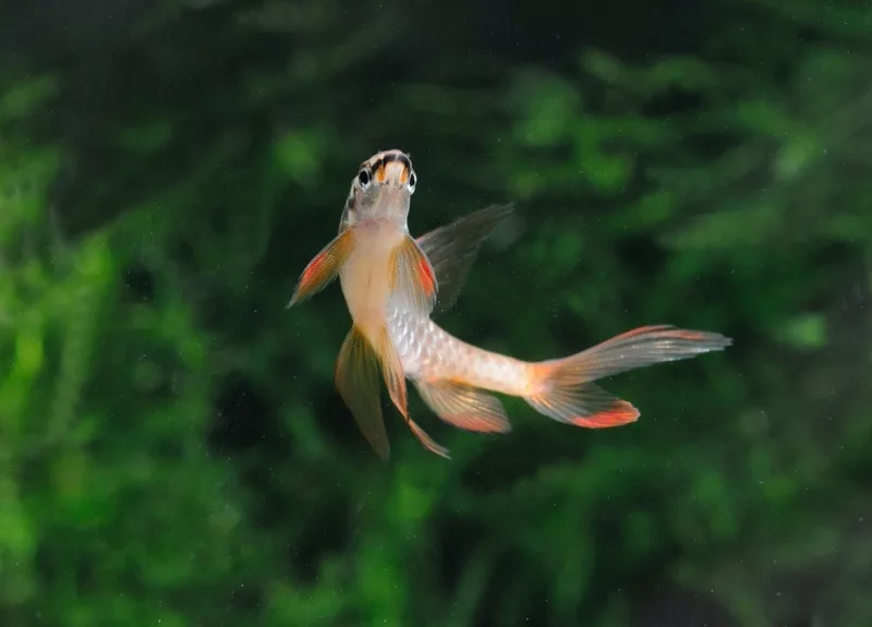 Фото одного из представителей 