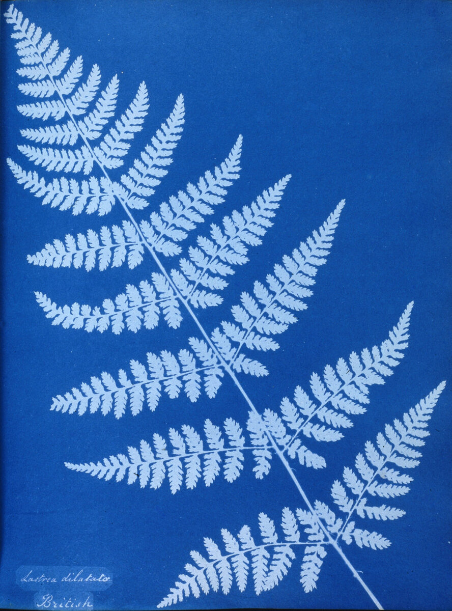  Цианотопия растения Lastrea dilatata, 1853.