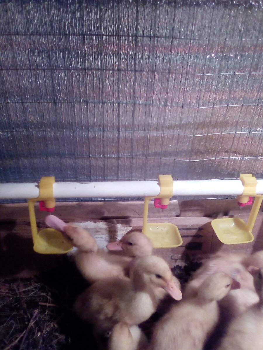 Вот так сейчас выглядят поилки для утят.