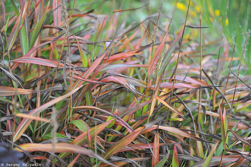 Сподиопогон сибирский, осенняя окраска