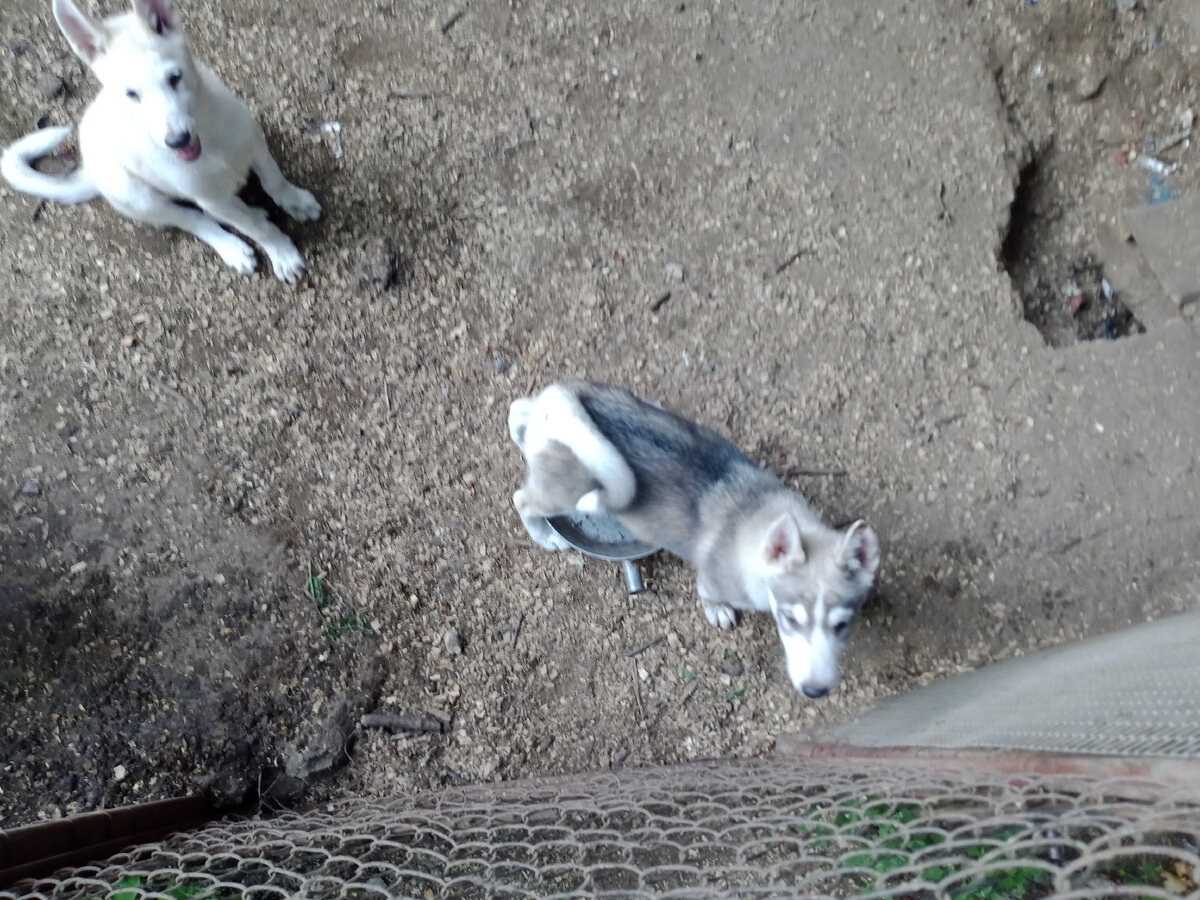 Щенки бывают разные. И всегда надо выбирать по велению сердца, а не по подсказке общества. Снимок автора
