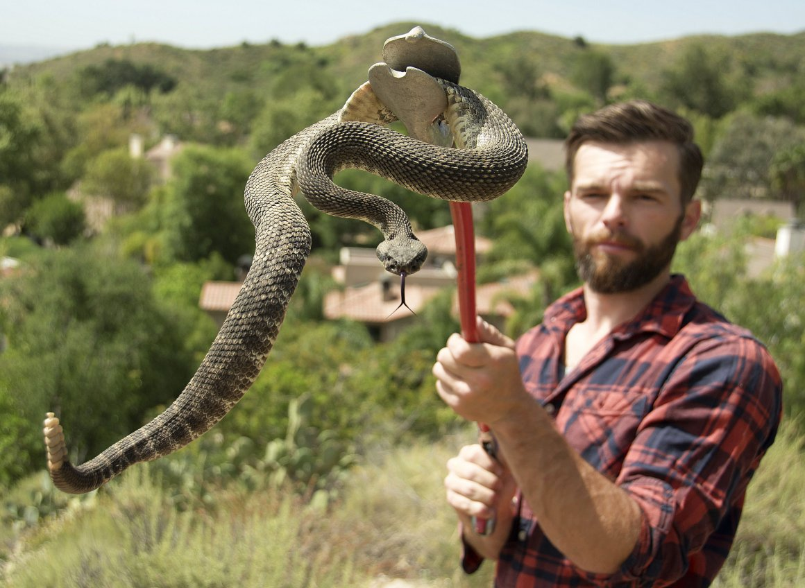 Ребенок держит змею. Техасский гремучник змея. Змеи гремучники.