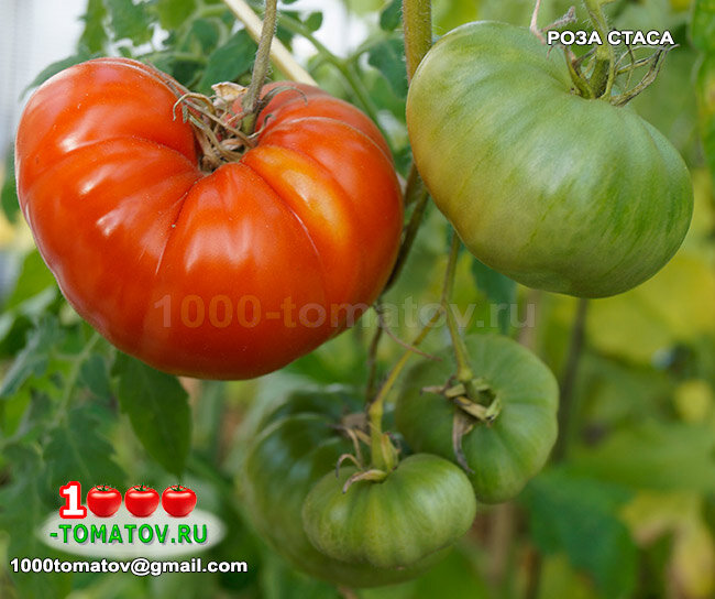 Томат Роза Стаса фото 2