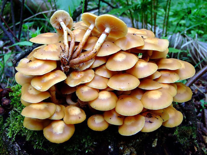 Это летний опенок, Kuehneromyces mutabilis - варушка по смоленски. В конце мая вполне реально их набрать, потом могут и не понадобиться, другие обьекты охоты вырастут, 