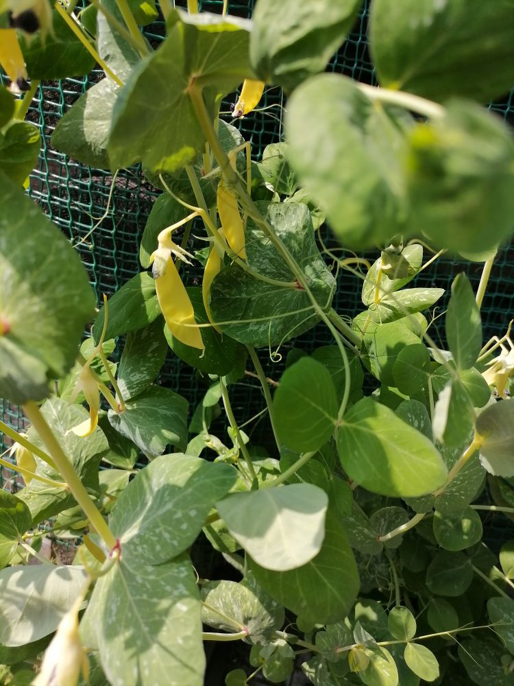 Именно в этой стадии, еще без горошин, лопатки очень вкусные, сладкие, с медовыми нотками, с горошинами вкус уже становится пресным