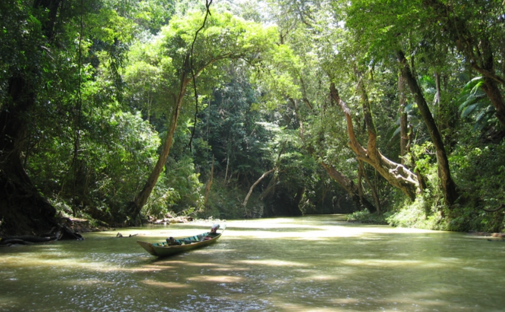 Amazon borneo congo