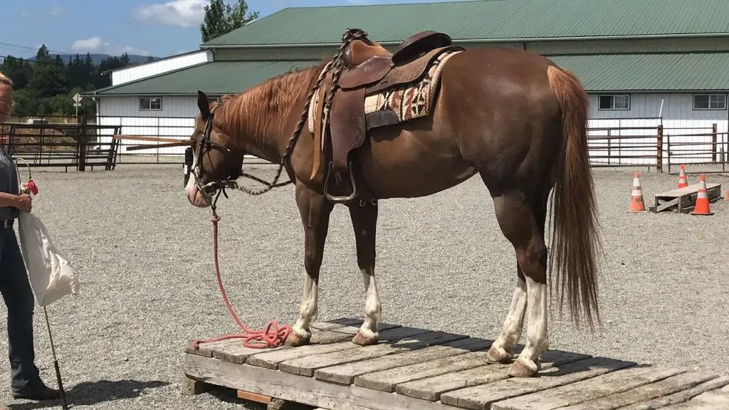 Sungold bay thoroughbred. Как получить лошадь в аут. Вид спорта с лошадью на палке. Horse out. Horse out.