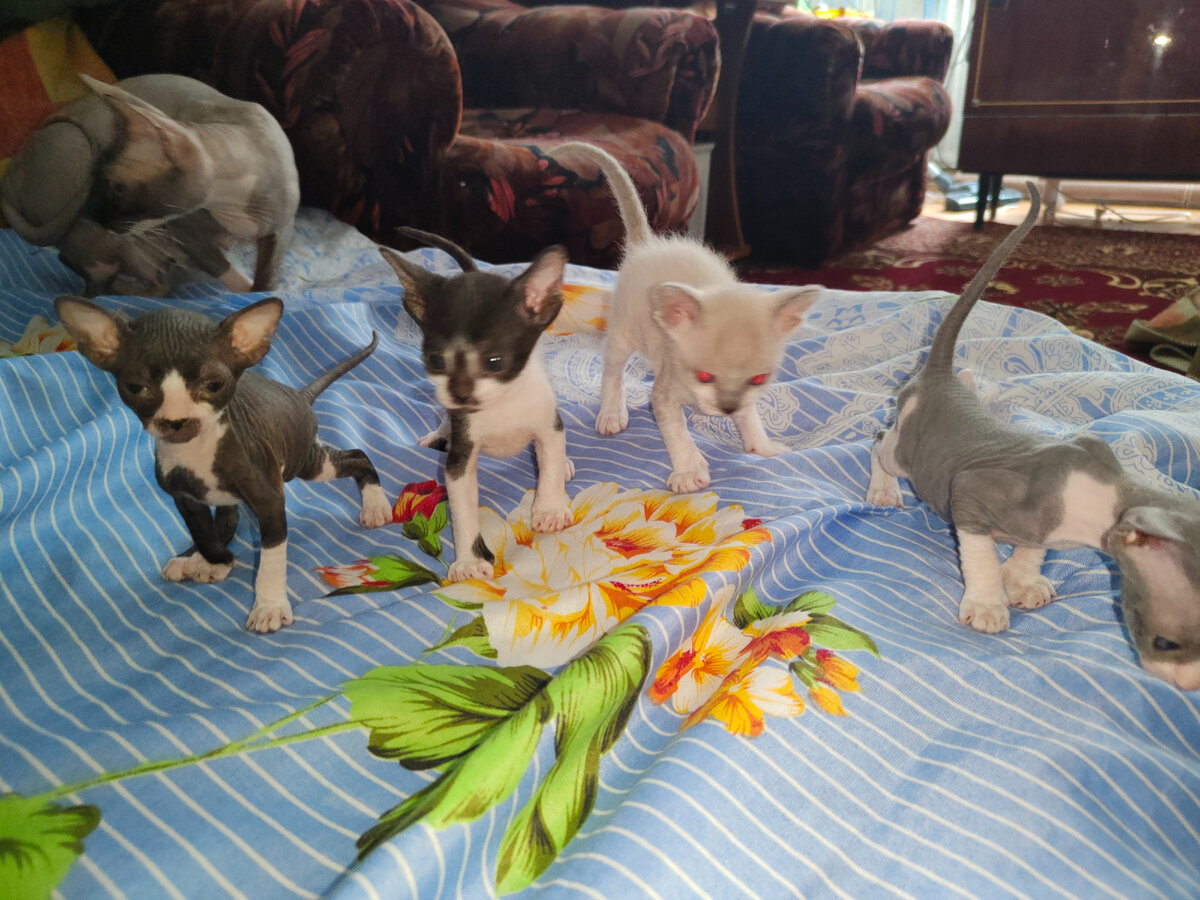 Мои дончаки)