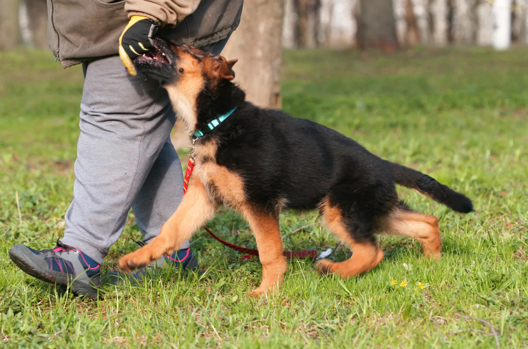 Фотография взята из источника cat4you.ru