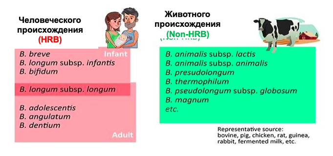 Род Bifidobacterium в настоящее время состоит примерно из 80 видов, в том числе 11 подвидов. Среди них только некоторые из рода Bifidobacterium свойственны кишечнику человека (HRB).
Естественных обитателей организма животных или окружающей среды принято называть Non-HRB.