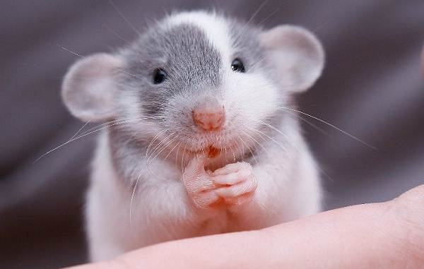 Крыса дамбо отличается строение своих ушек