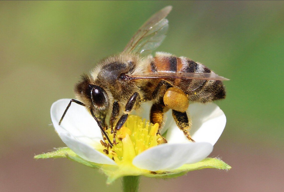 Пчелы - это большие труженицы, у которых весь день расписан по минуткам. Они очень организованные и сплоченные. Для нашей планеты они играют очень важную роль, так как опыляют большинство растений.