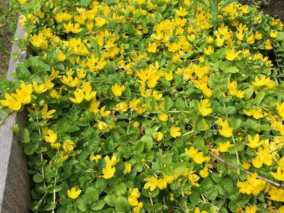 Вербейник монетчатый