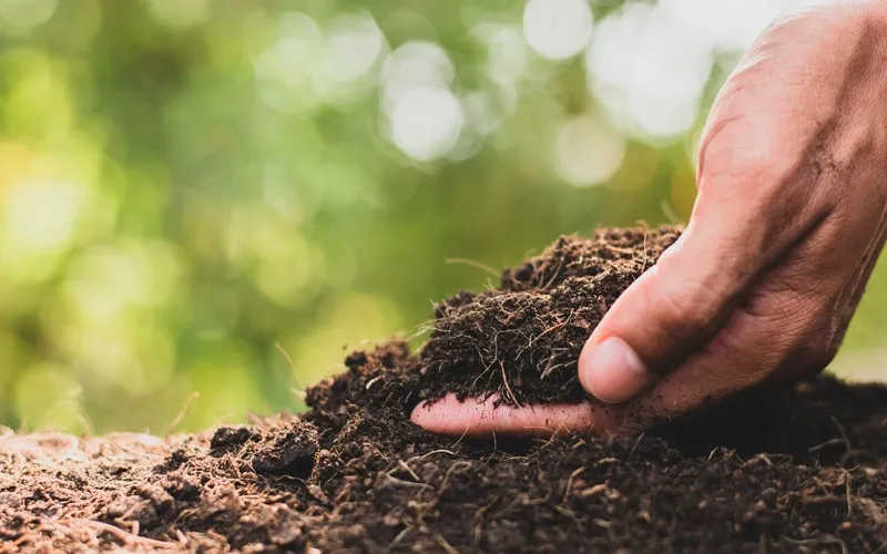 картинка из сети