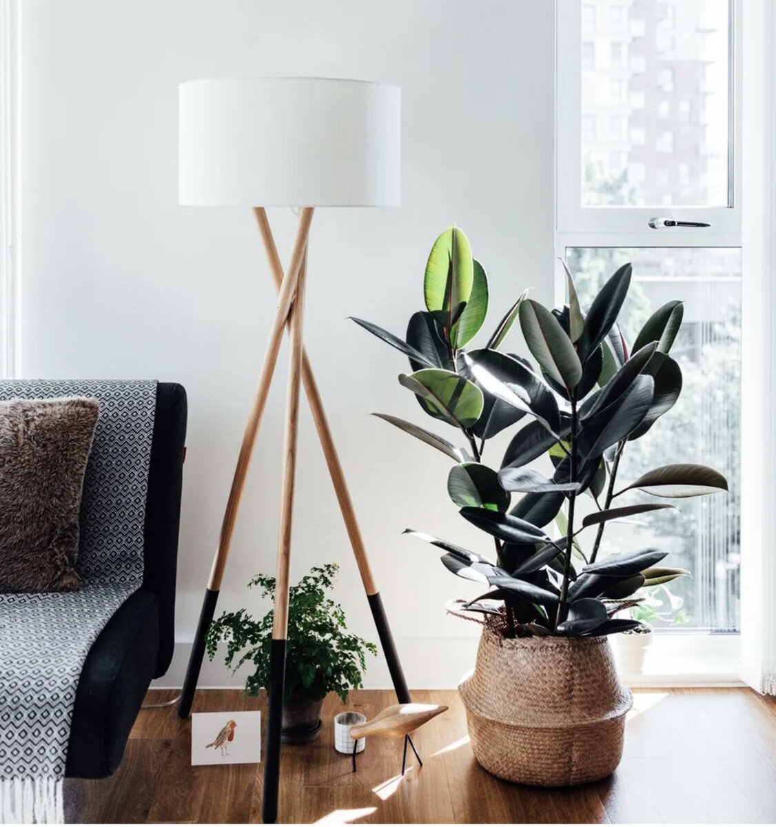 Фикус (фото из Pinterest)