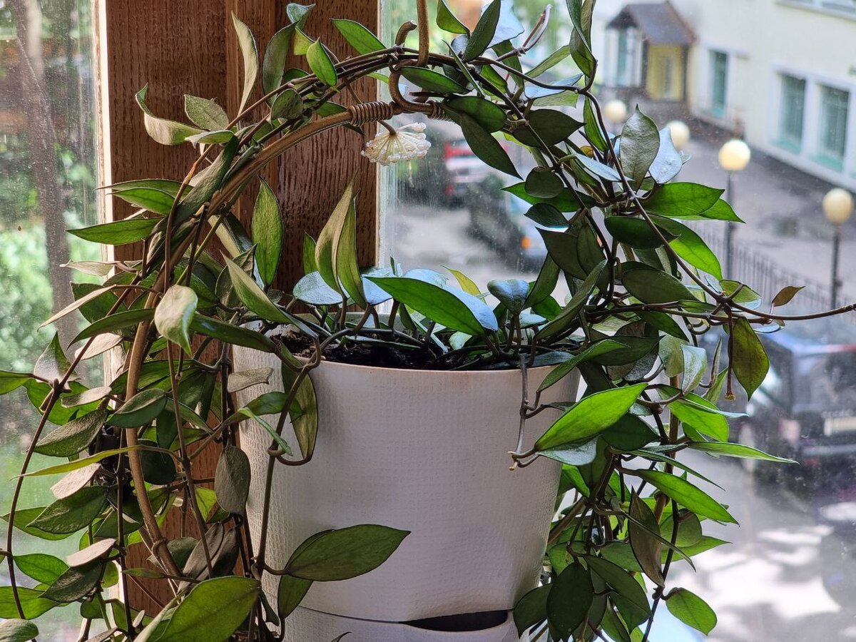 Горшок 1.2 л. Сейчас цветет только один цветонос, еще несколько на подходе. Соцветие состоит из меленьких цветочков, общий диаметр примерно 2 см. См галерею