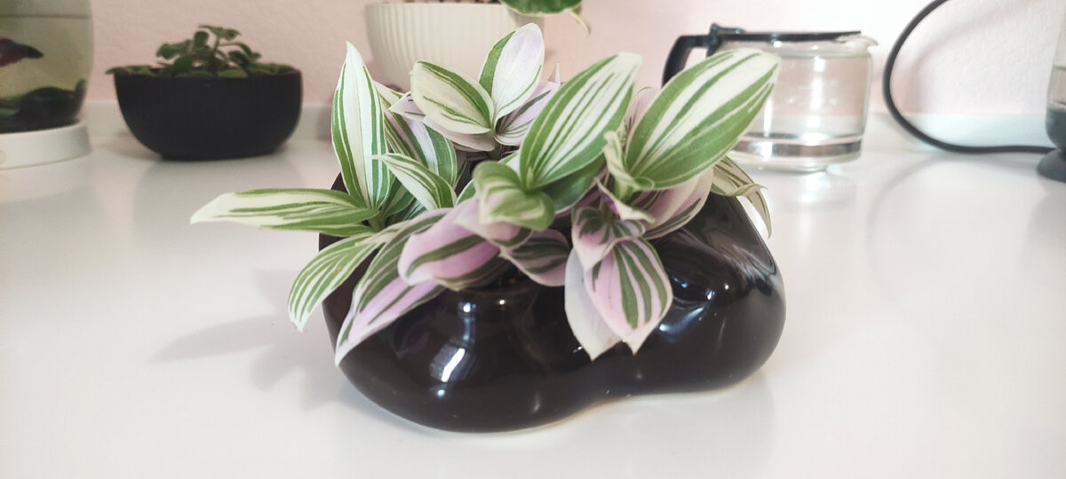 И конечно это розовеющая традесканция теряет сиреневу без прямого солнышка. Хотя бело-зеленая она тоже вполне декоративна. 